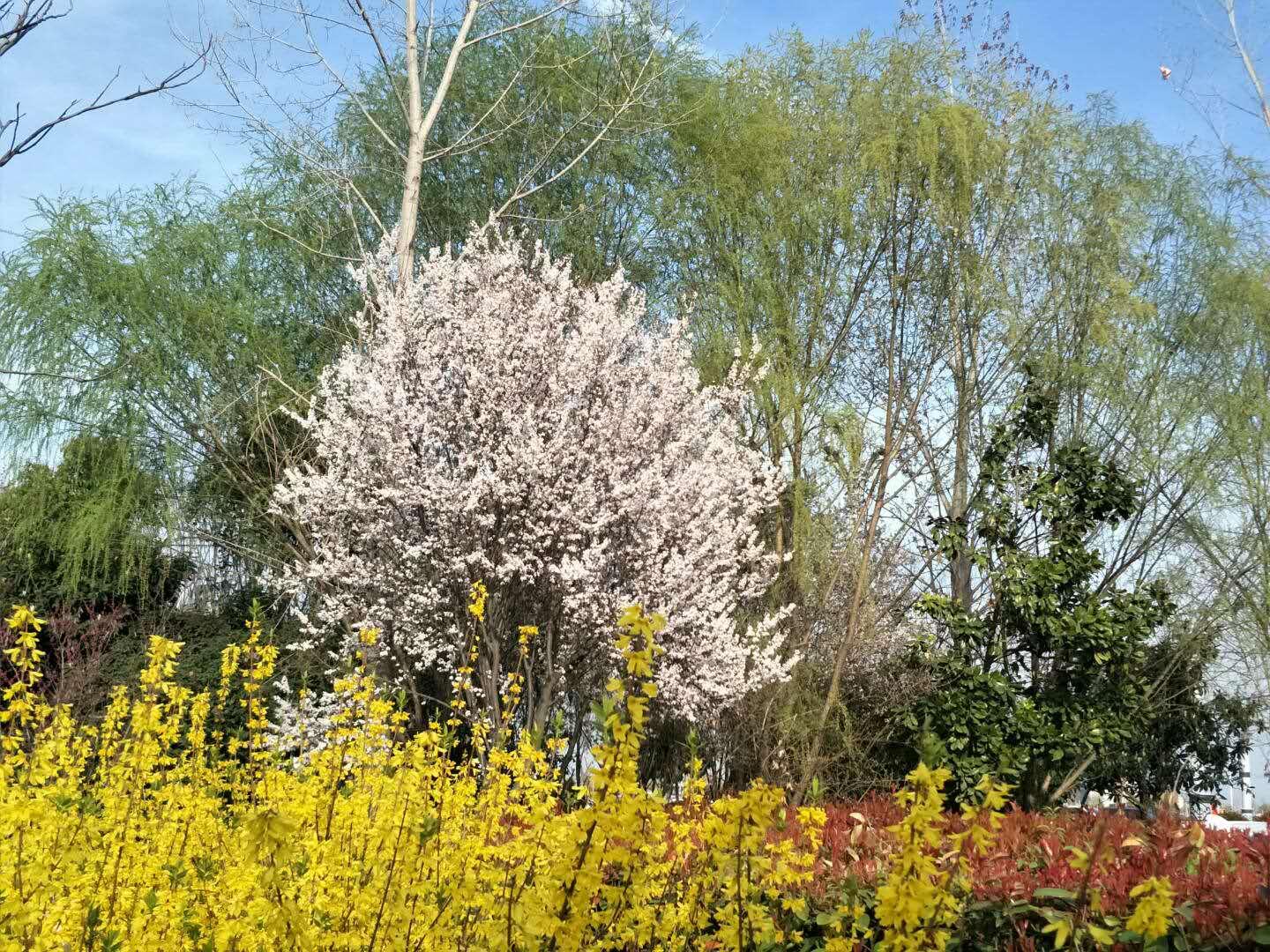 春天里，我們一起來(lái)看花
