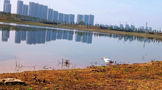 打造水生態(tài)城市，讓周口更宜居