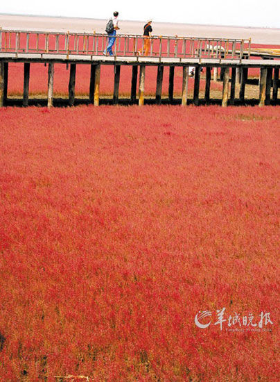 遼寧盤錦紅海灘，面積達9萬畝