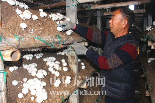 周口項(xiàng)城：食用菌種植基地內(nèi)，工人正在查看雙孢菇長(zhǎng)勢(shì)