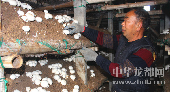 周口項(xiàng)城：食用菌種植基地內(nèi)，工人正在查看雙孢菇長(zhǎng)勢(shì)